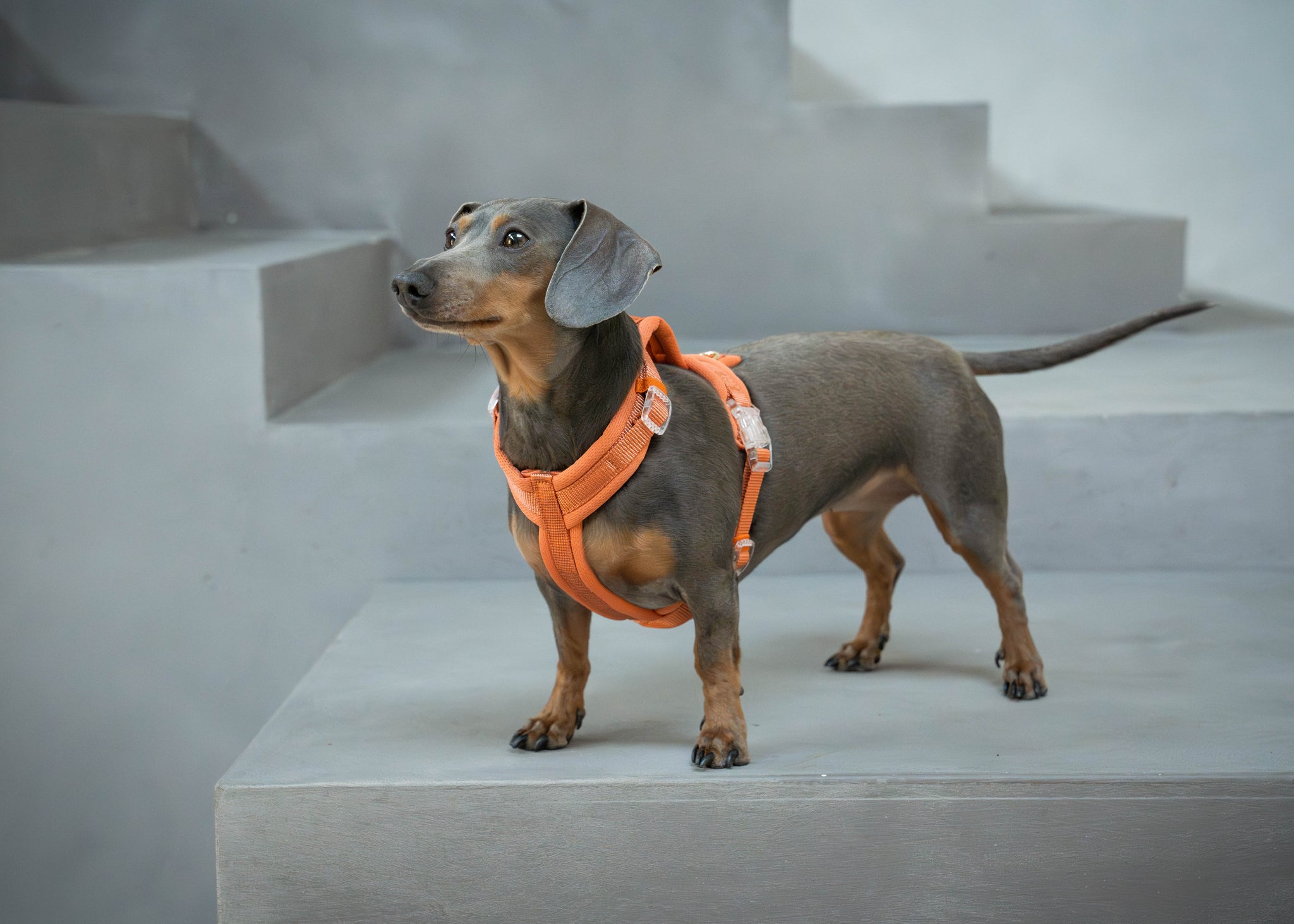 Furlou Comfort Harness – Micky's Favorites